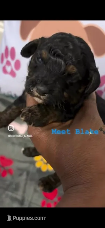 Blake  – Havapoo puppy for sale in North Augusta, SC