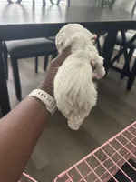 Max , a male Maltipoo for sale in North Augusta, SC – 3 of 3