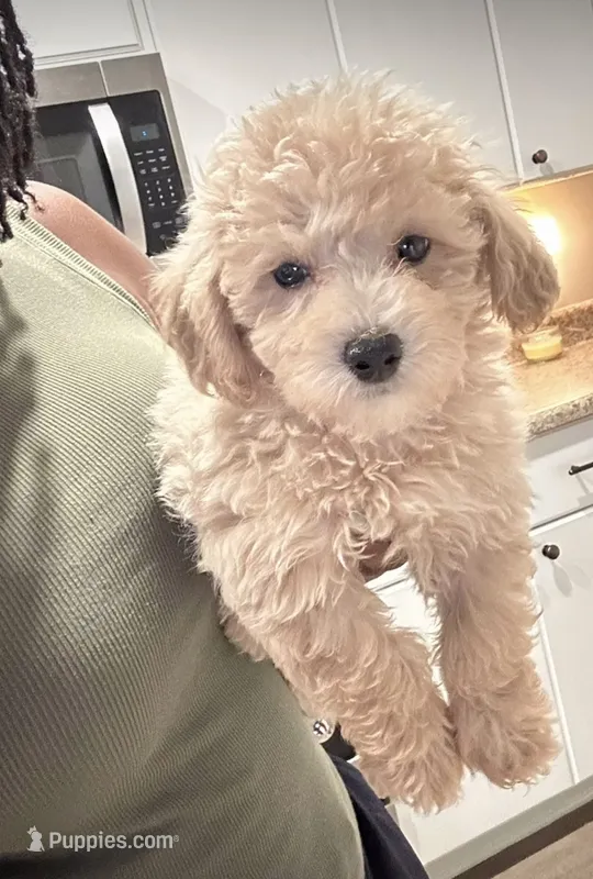 Dexter  – Maltipoo puppy for sale in North Augusta, SC