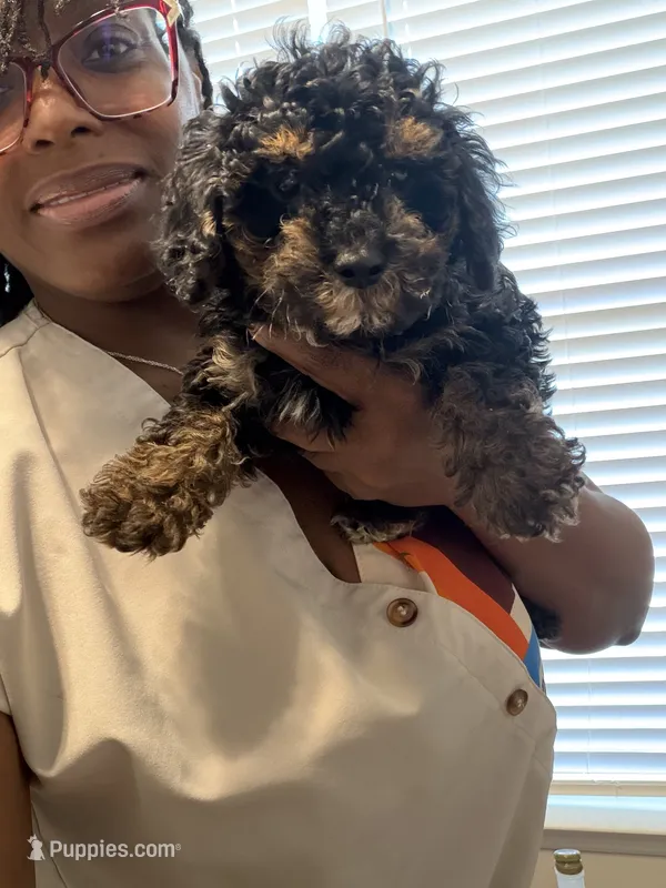 Blake  – Havapoo puppy for sale in North Augusta, SC