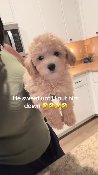 Dexter , a male Maltipoo for sale in North Augusta, SC – 2 of 2