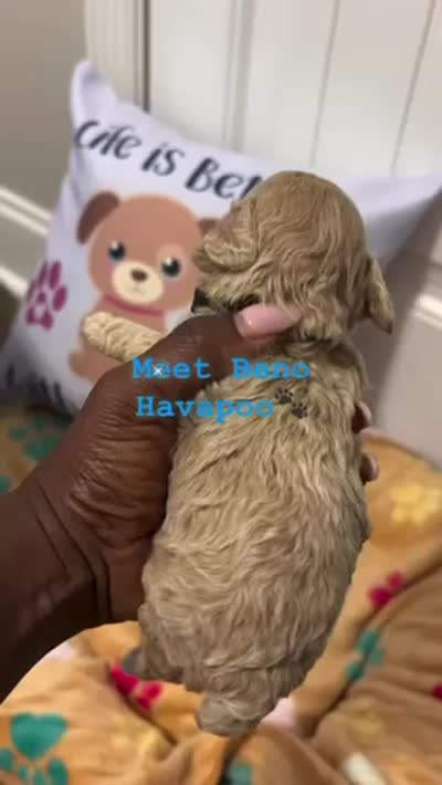 Chanel , a female Havapoo for sale in North Augusta, SC – 2 of 2