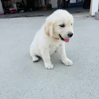 AKC Colors , a male Golden Retriever for sale in Gillette, WY – 4 of 4