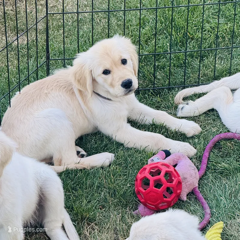 AKC Colors  – Golden Retriever puppy for sale in Albany, OR