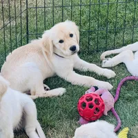 AKC Colors , a female Golden Retriever for sale in Albany, OR – 1 of 6