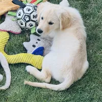 AKC Colors , a female Golden Retriever for sale in Albany, OR – 2 of 6