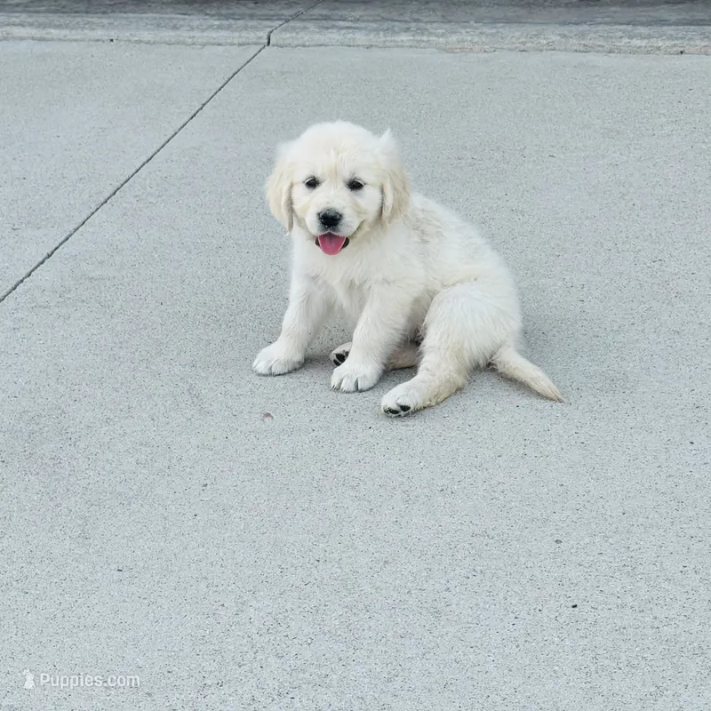 AKC Colors  – Golden Retriever puppy for sale in Gillette, WY
