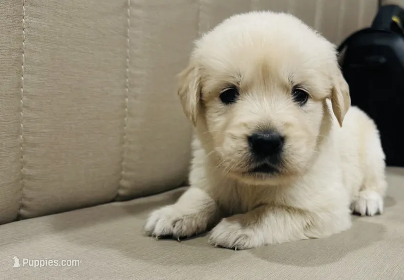 AKC Colors  – Golden Retriever puppy for sale in Stockton, CA