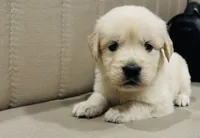 AKC Colors , a male Golden Retriever for sale in Stockton, CA – 1 of 5