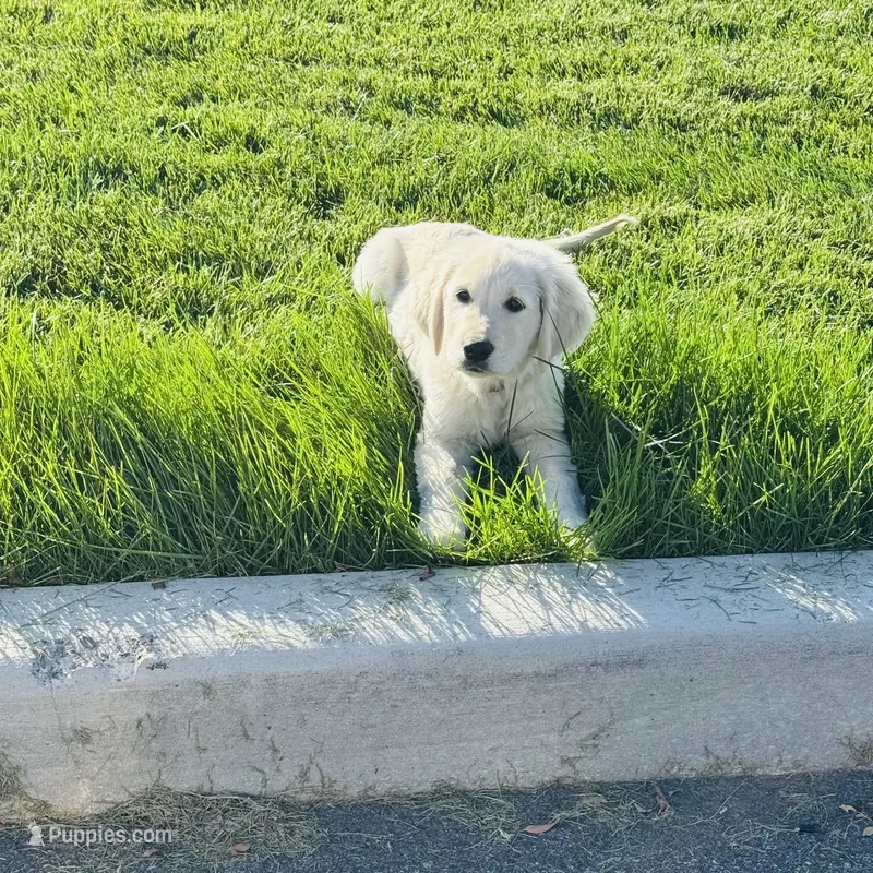 AKC Colors  – Golden Retriever puppy for sale in Gillette, WY