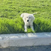 AKC Colors , a male Golden Retriever for sale in Gillette, WY – 1 of 2