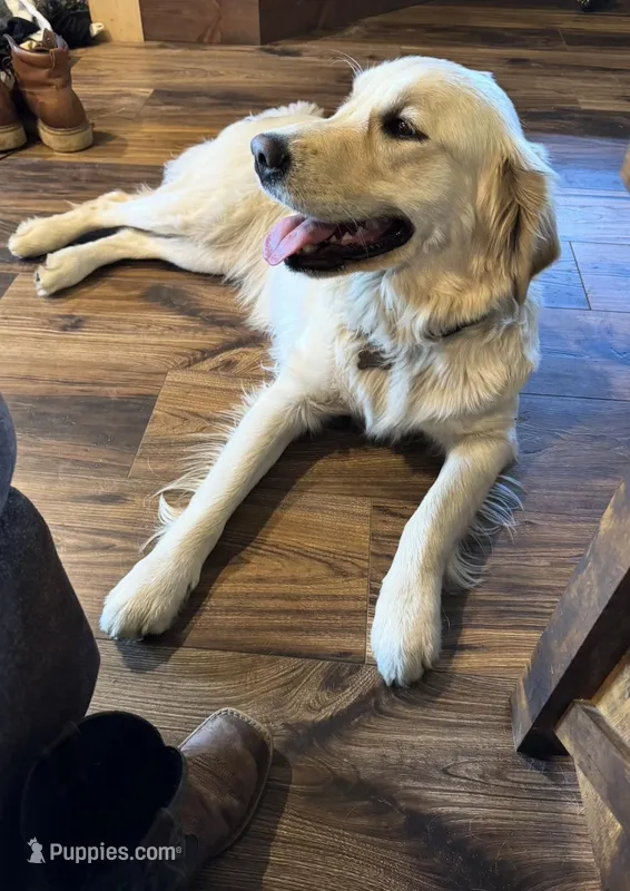 Bailey – English Cream Golden Retriever puppy for sale in Medford, OR