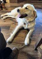 Bailey, a female English Cream Golden Retriever for sale in Medford, OR – 1 of 4
