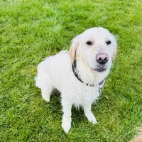 Bailey, a female English Cream Golden Retriever for sale in Medford, OR – 3 of 4