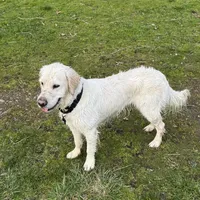 Bailey, a female English Cream Golden Retriever for sale in Medford, OR – 4 of 4