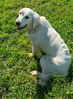 Bailey, a female English Cream Golden Retriever for sale in Medford, OR – 2 of 4