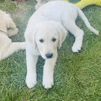 AKC Colors , a male Golden Retriever for sale in Albany, OR – 3 of 5