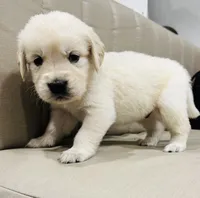 AKC Colors , a male Golden Retriever for sale in Stockton, CA – 4 of 5