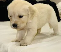 AKC Colors , a female Golden Retriever for sale in Stockton, CA – 2 of 3