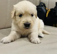 AKC Colors , a male Golden Retriever for sale in Stockton, CA – 5 of 5