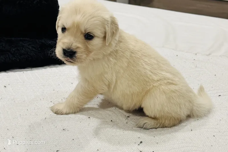 AKC Colors  – Golden Retriever puppy for sale in Stockton, CA
