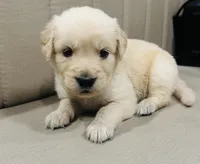 AKC Colors , a male Golden Retriever for sale in Stockton, CA – 3 of 5
