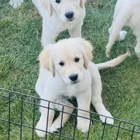 AKC Colors , a female Golden Retriever for sale in Albany, OR – 3 of 6