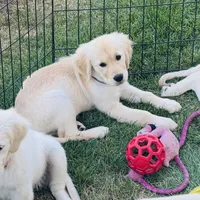 AKC Colors , a male Golden Retriever for sale in Albany, OR – 4 of 5