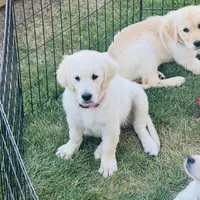 AKC Colors , a female Golden Retriever for sale in Albany, OR – 6 of 6