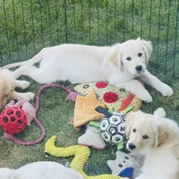 AKC Colors , a female Golden Retriever for sale in Albany, OR – 5 of 6