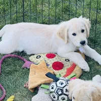 AKC Colors , a female Golden Retriever for sale in Albany, OR – 4 of 6