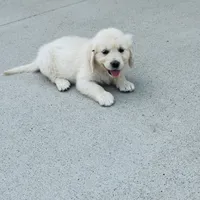 AKC Colors , a female Golden Retriever for sale in Gillette, WY – 3 of 3