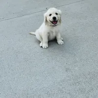 AKC Colors , a female Golden Retriever for sale in Gillette, WY – 2 of 3