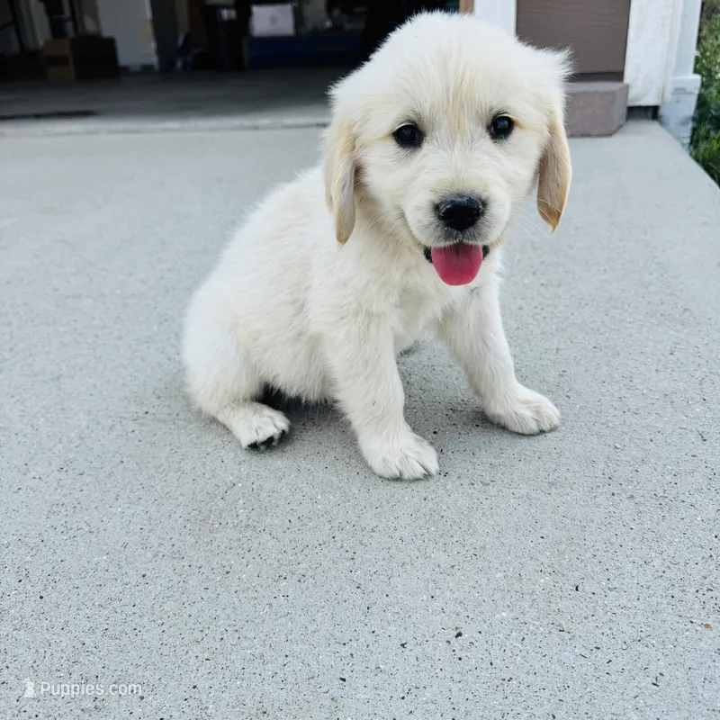 AKC Colors  – Golden Retriever puppy for sale in Gillette, WY