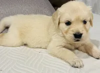 AKC Colors , a female Golden Retriever for sale in Stockton, CA – 3 of 3