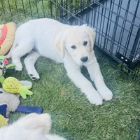 AKC Colors , a male Golden Retriever for sale in Albany, OR – 5 of 5