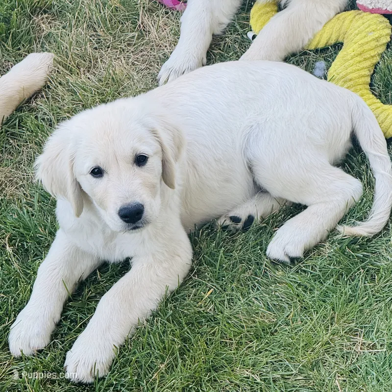 AKC Colors  – Golden Retriever puppy for sale in Albany, OR