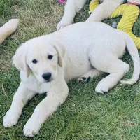 AKC Colors , a male Golden Retriever for sale in Albany, OR – 1 of 5
