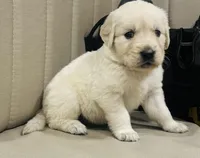 AKC Colors , a male Golden Retriever for sale in Stockton, CA – 2 of 5