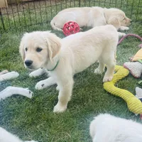 AKC Colors , a male Golden Retriever for sale in Albany, OR – 2 of 5