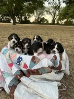 Brown, a male Beagle for sale in Lipan, TX – 7 of 9