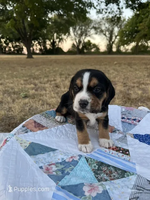 Gray – Beagle puppy for sale in Lipan, TX