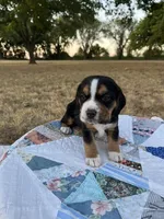 Gray, a male Beagle for sale in Lipan, TX – 1 of 10