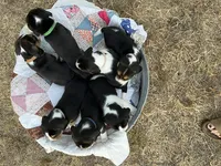 Green, a male Beagle for sale in Lipan, TX – 8 of 10