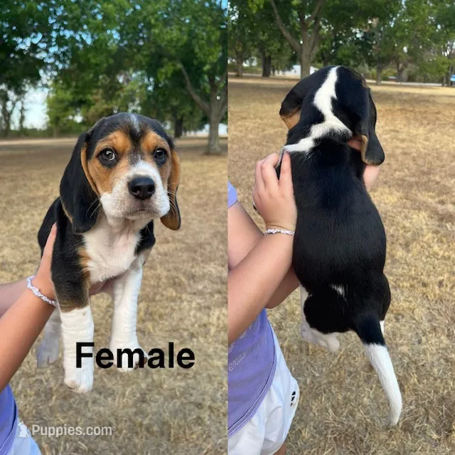 Bertie – Beagle puppy for sale in Lipan, TX