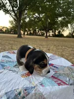 Brown, a male Beagle for sale in Lipan, TX – 2 of 9
