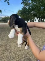 Bluey, a male Beagle for sale in Lipan, TX – 2 of 3