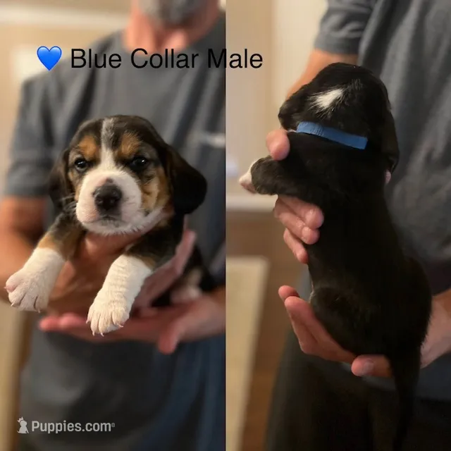 Blue – Beagle puppy for sale in Lipan, TX
