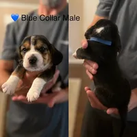 Bluey, a male Beagle for sale in Lipan, TX – 3 of 3