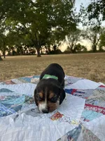 Green, a male Beagle for sale in Lipan, TX – 2 of 10